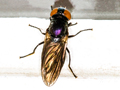 Chrysogaster solstitialis